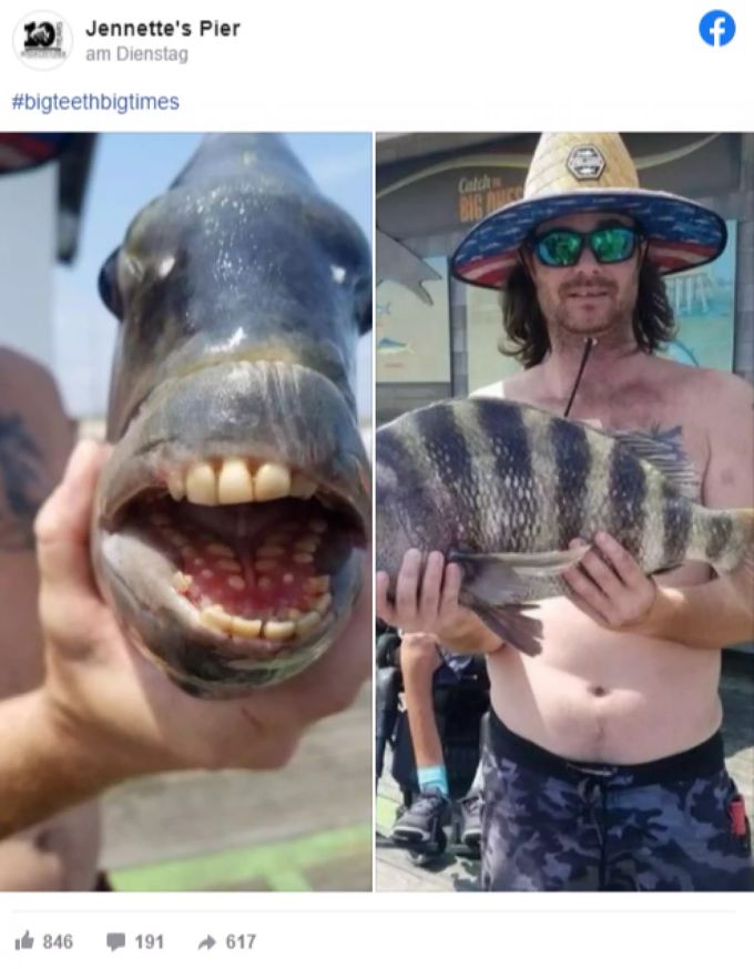 Die Zähne des Fischs ähneln denjenigen des Menschen. Facebook