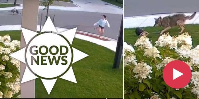 Good News - Hund rettet Mädchen (10) vor Kojoten-Angriff!