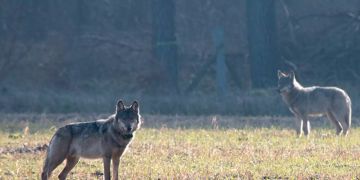 wolf