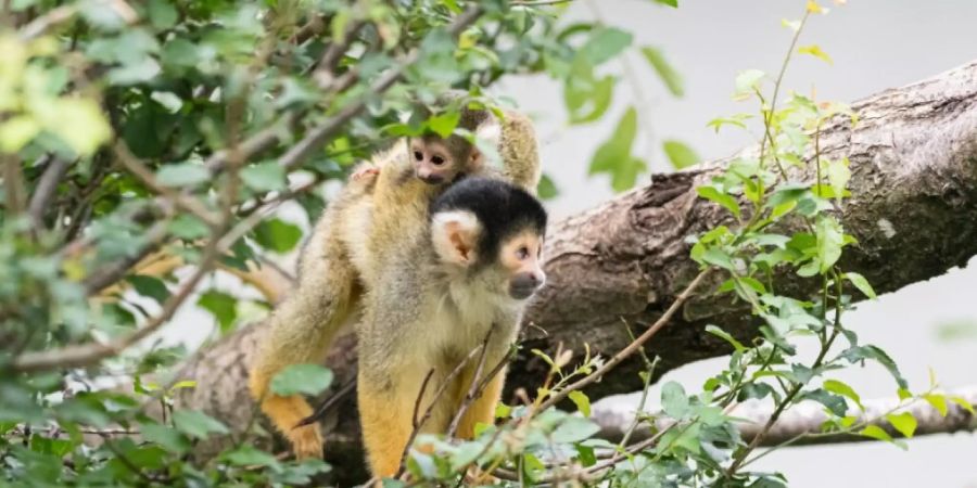 Neun Totenkopfäffchen sind in den vergangenen Wochen im Zoo Basel zur Welt gekommen.