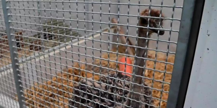 Der junger Straussenvogel ist mittlerweile in einem Käfig im Krefelder Tierheim. Foto: Alexander Forstreuter/dpa