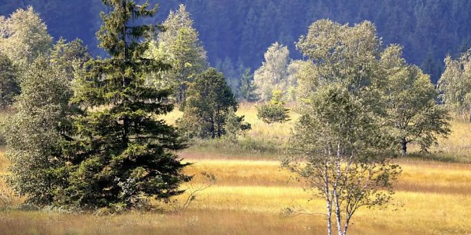 Moorschutz ist nur ein Beispiel, wovon Klima und Biodiversität gleichermassen profitieren. Im Bild: Das Rothenturm-Moor. (Archivbild) Moorschutz ist nur ein Beispiel, wovon Klima und Biodiversität gleichermassen profitieren. Im Bild: Das Rothenturm-Moor. (Archivbild)
