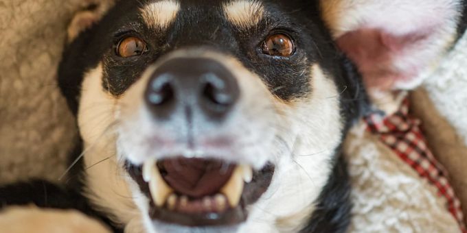 Hundehalterinnen und -Halter deuten in Videos auf sozialen Medien die Signale ihrer Vierbeiner häufig falsch. (Archivbild) hund