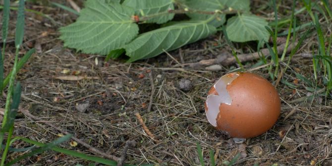 pH-Wert Eierschalen kalkliebende Pflanzen