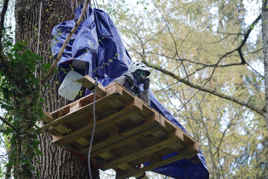 Die Aktivisten protestieren gegen die Rodung des Waldes.