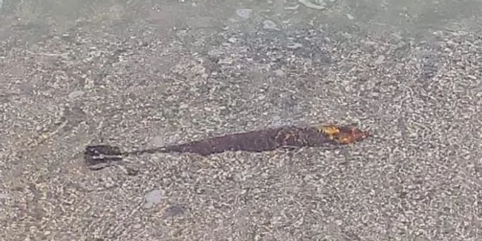 Schock am Strand - Passantin findet in Mallorca eine echte Granate