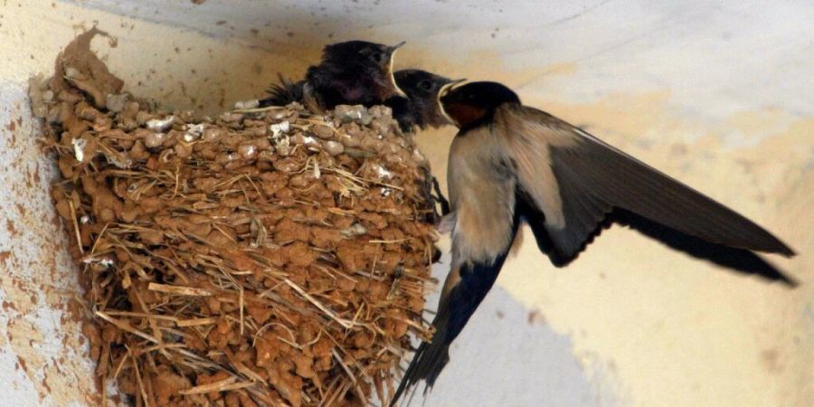 Schwalbennest an einem Gebäude. Die Schweizerische Vogelwarte gibt Tipps für den Umgang mit Gebäudebrütern. (Archivbild)