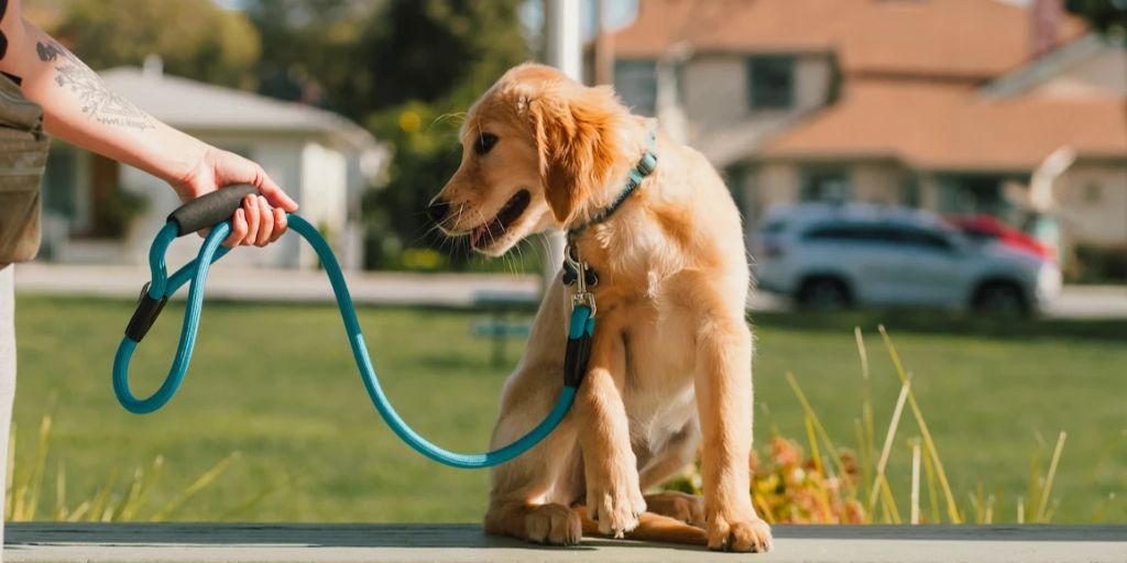 Wie Sie Welpen an die Leine gewöhnen
