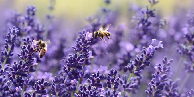Insekten sind bedeutend für viele Ökosysteme. Insektensterben