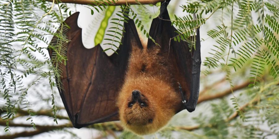 fledermaus