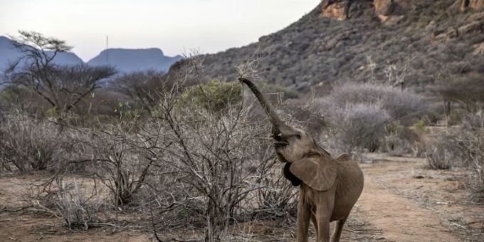 Nairobi - Hunderte Elefanten, Gnus und Zebras wegen schwerer Dürre in Kenia verendet