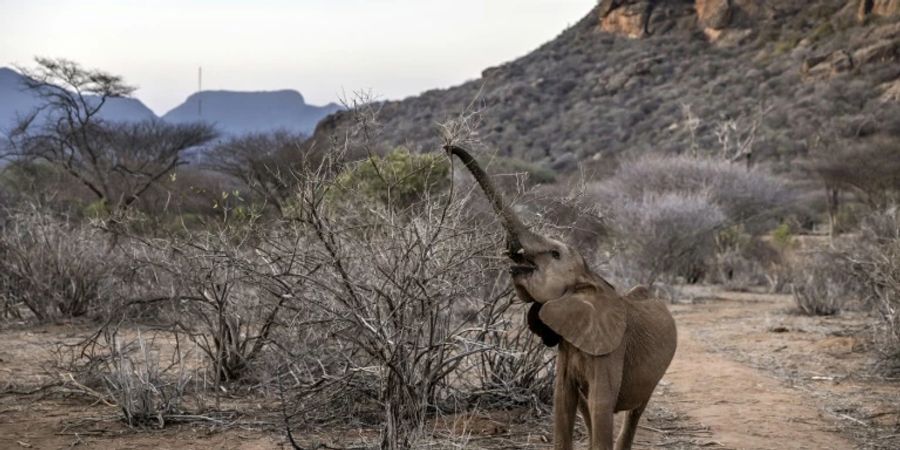 Elefant in Kenia