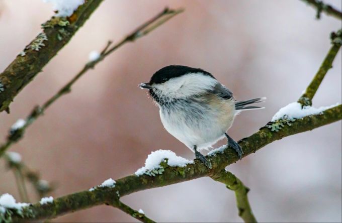 Manche Vögel polstern sich Nistkästen neu aus, und nutzen sie als Schlafplatz für den Winter. Meise