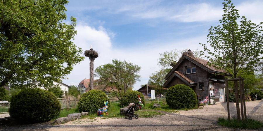 Die Storchensiedlung in Altreu in Selzach. Tatsächlich leben auf vielen Hausdächern und hohen Bäumen in Altreu Weissstörche in ihren Horsten.