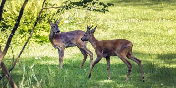 rehe flex-zaun tierquälerei