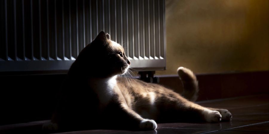 Auch im Dunkeln starren Katzen, wenn sie etwas entdecken, das Menschen nicht immer wahrnehmen.
