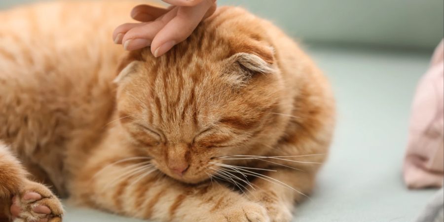 Damit Katzen nicht leiden, sollten ungewöhnliche Blutungen ärztlich untersucht werden.