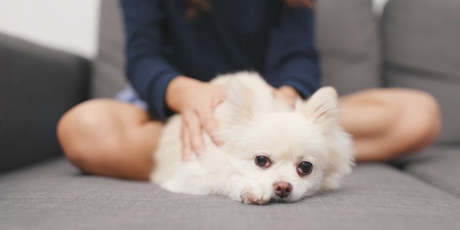 Frau massiert Hund