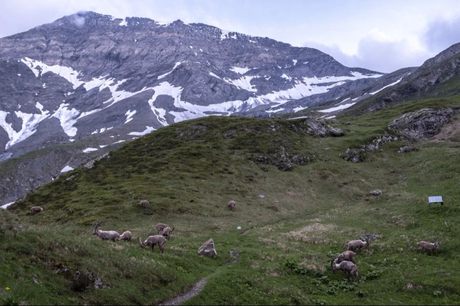 Wie Forscher entdeckten, verlagern sie ihre Aktivität immer mehr in die Dämmerung.