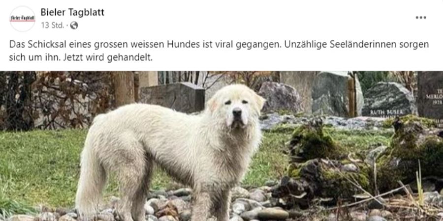weisser hund seeland streuner