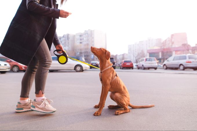 Die grundlegenden Befehle sollten im Stadtleben bei Ihrem tierischen Freund unbedingt sitzen. Hund macht Sitz