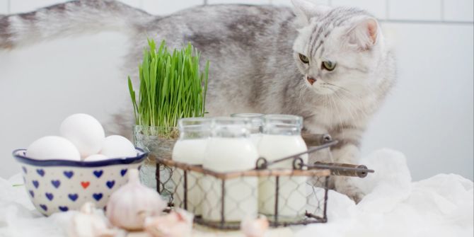 Katze, Milch, Eier Knoblauch