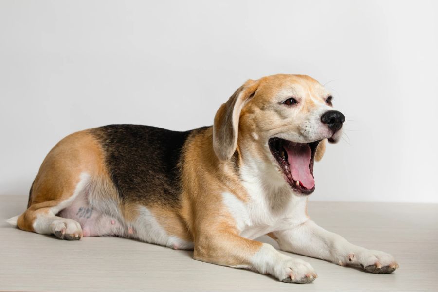 Hund, Beschwichtigungsignal