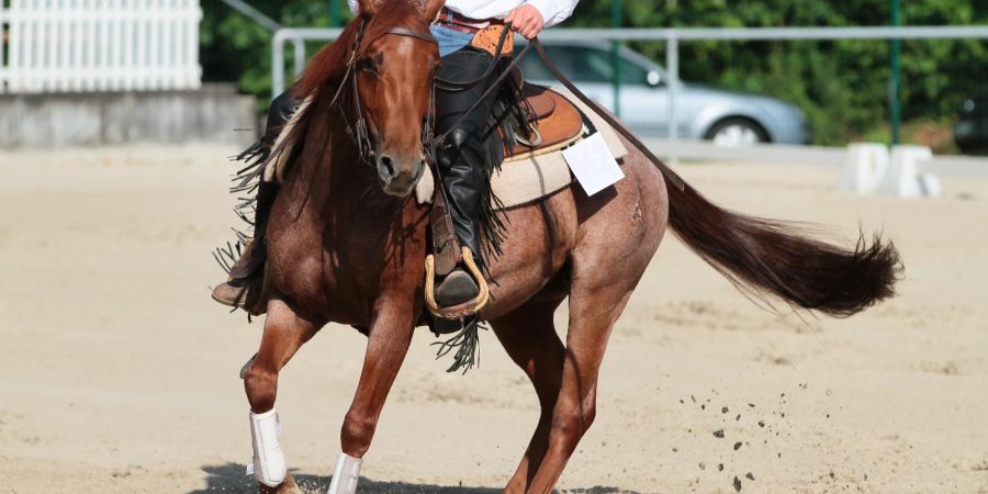 Pferd mir Reiter Westernreiten