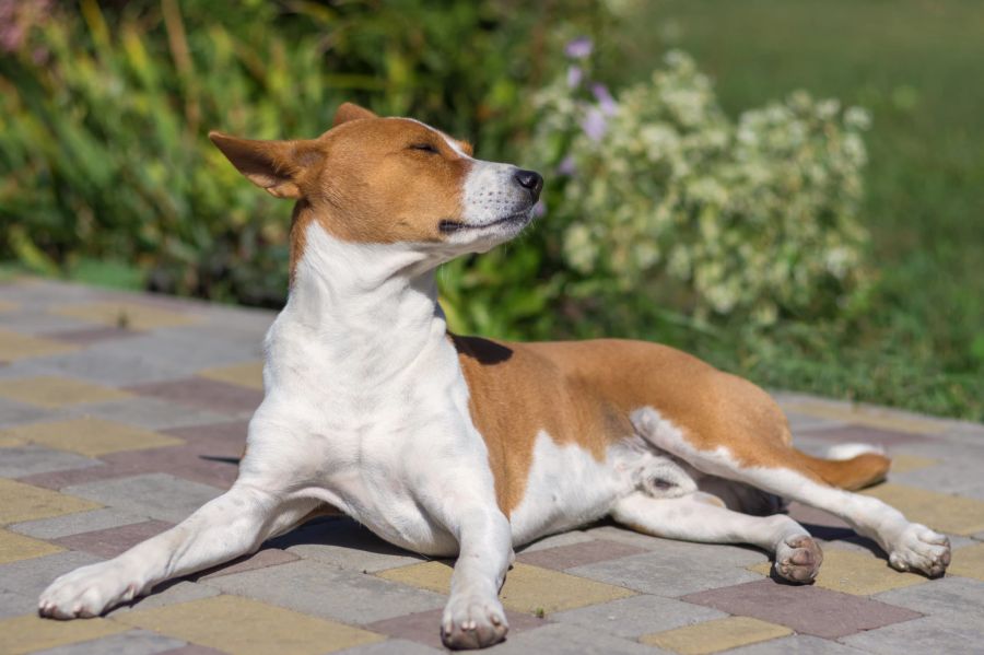 Der Basenji gilt allgemein als sehr sauberer Hund. Besonders speziell an ihm: Er kann nicht bellen.
