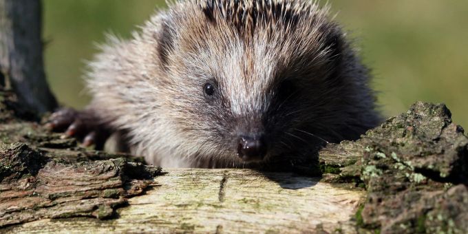 Igel leben mittlerweile lieber in Siedlungen in Zürich als auf dem Land. zürich