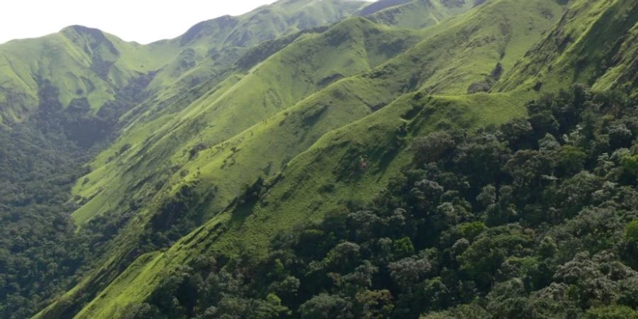 Wälder mit Schimpansenbevölkerung in Guinea