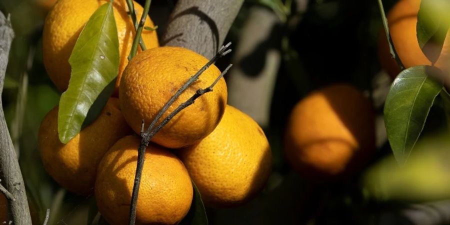 Vom «Gelben Drachen» befallene Orangen in Florida