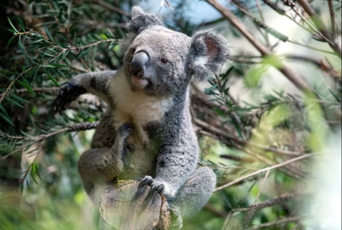 Koala Uki erkundet das neue Pflanzenparadies. Zoo Zürich