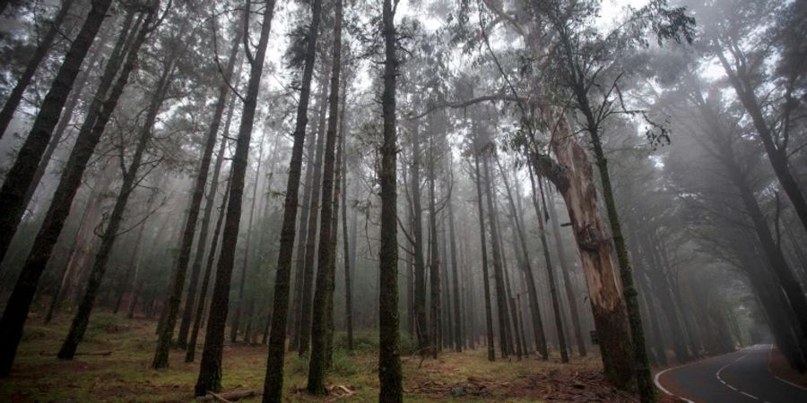 31 Jahre nach einem Mord in einem saarländischen Wald ist das Urteil rechtskräftig.