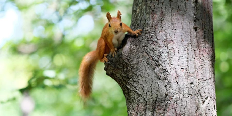 Eichhörnchen Baum Absprung