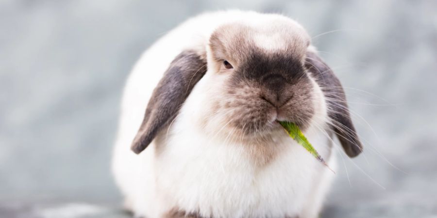 Übergewichtige Kaninchen sind einem höheren Krankheitsrisiko ausgesetzt.