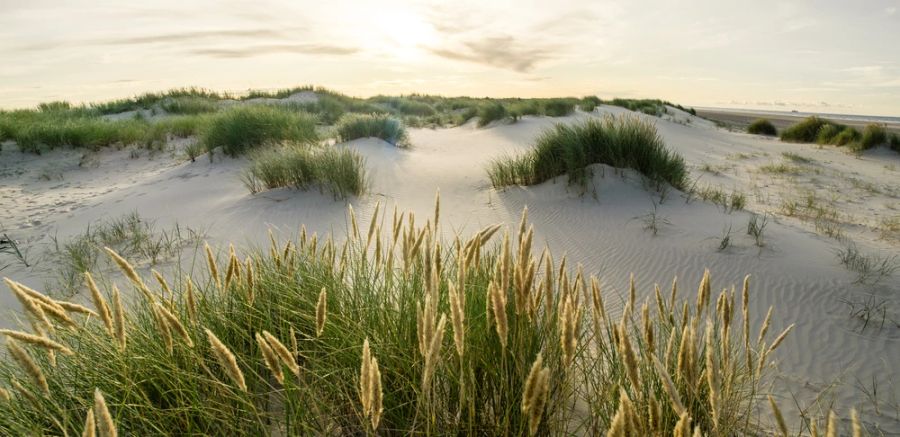 Düne Landschaft Sonnenuntergang Dänemark