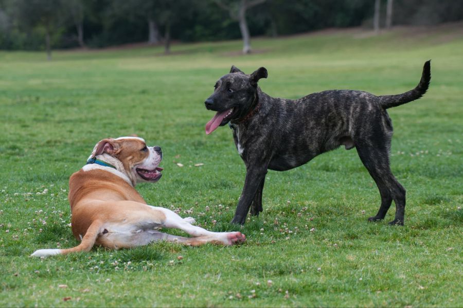 Zwei Hunde im Park