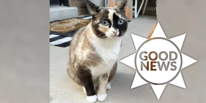 Katze Paket wieder zurück