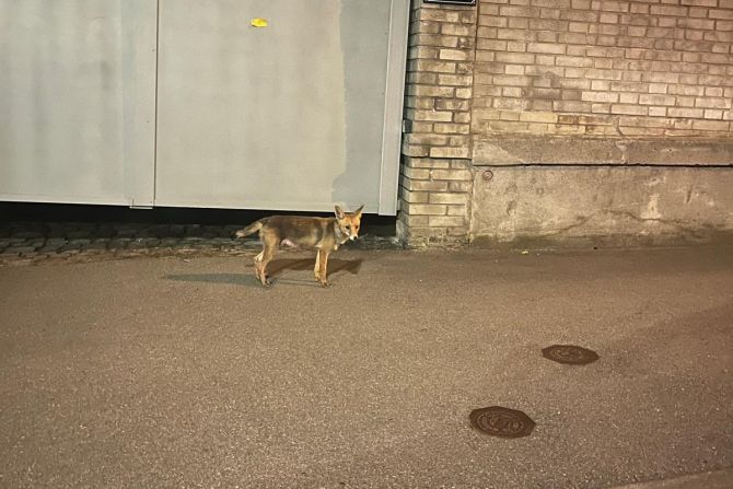 Fuchs