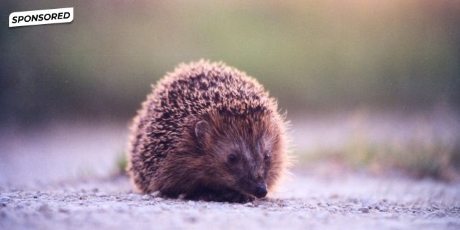 Igel