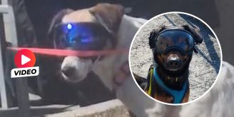 Bringt das was? - Der neuste Hündeler-Schrei: Hunde tragen Sonnenbrille Bringt das was? - Der neuste Hündeler-Schrei: Hunde tragen Sonnenbrille