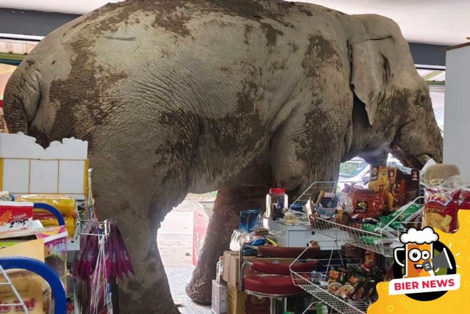 elefant thailand supermarkt