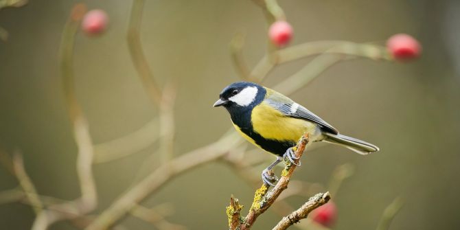 Kohlmeise Strauch Zweig Vogel