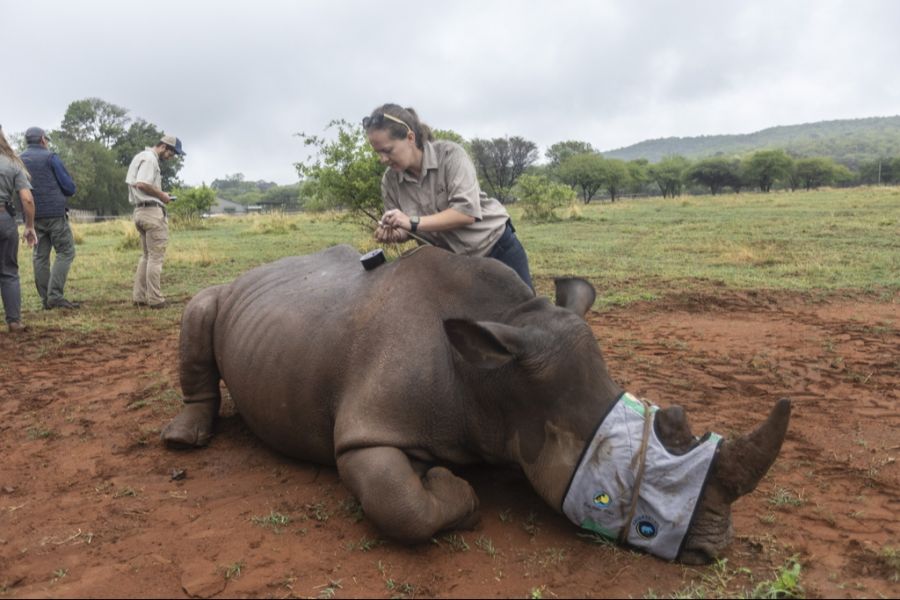 Für die Tiere stellt die Radioaktivität in ihren Hörnern keine Gefahr dar.