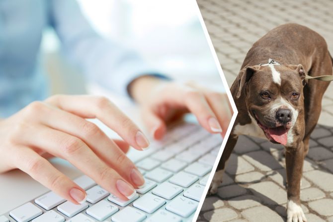 Angestellte Hund beissen