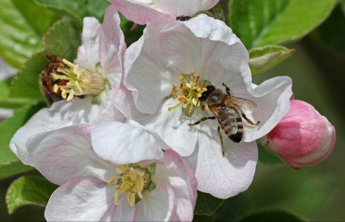 Rund 3,5 Prozent der Schweizer reagieren auf einen Bienenstich allergisch (Symbolbild). Bienensticht