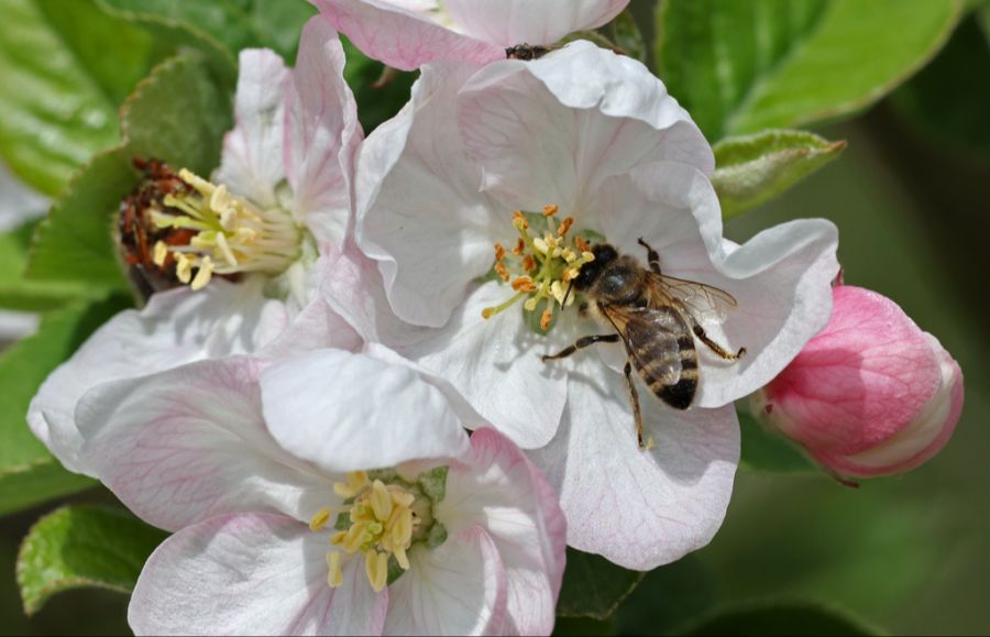Bienensticht