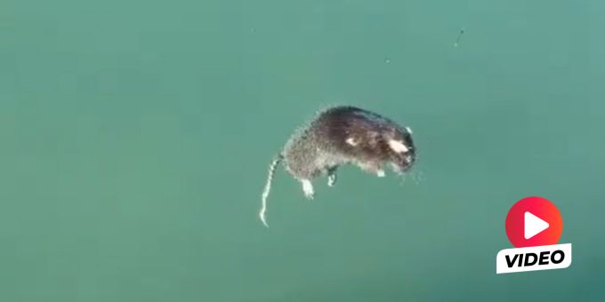Kurz vor Triathlon! - Ferienziel Alicante kämpft mit Ratten im Meer
