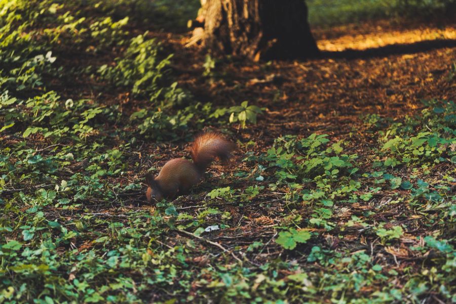 Eichhörnchen vergraben ihre Vorräte für die Schlechtwetterzeit. (Symbolbild)